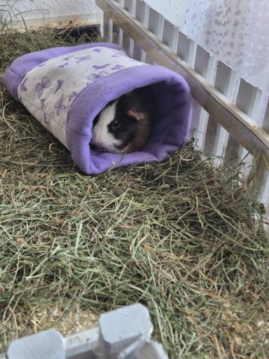 Meerschweinchen liegt gemütlich in einem lila Schlafsack auf Heu.